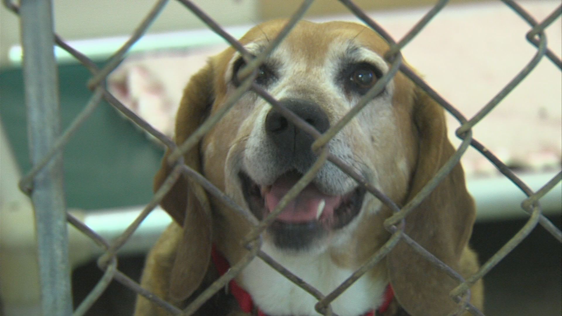 shelters-describe-animal-abuse-aftermath-wandtv-newscenter17