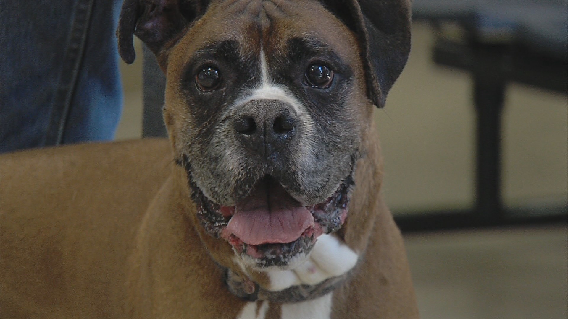 Pet adopter gives warning to others