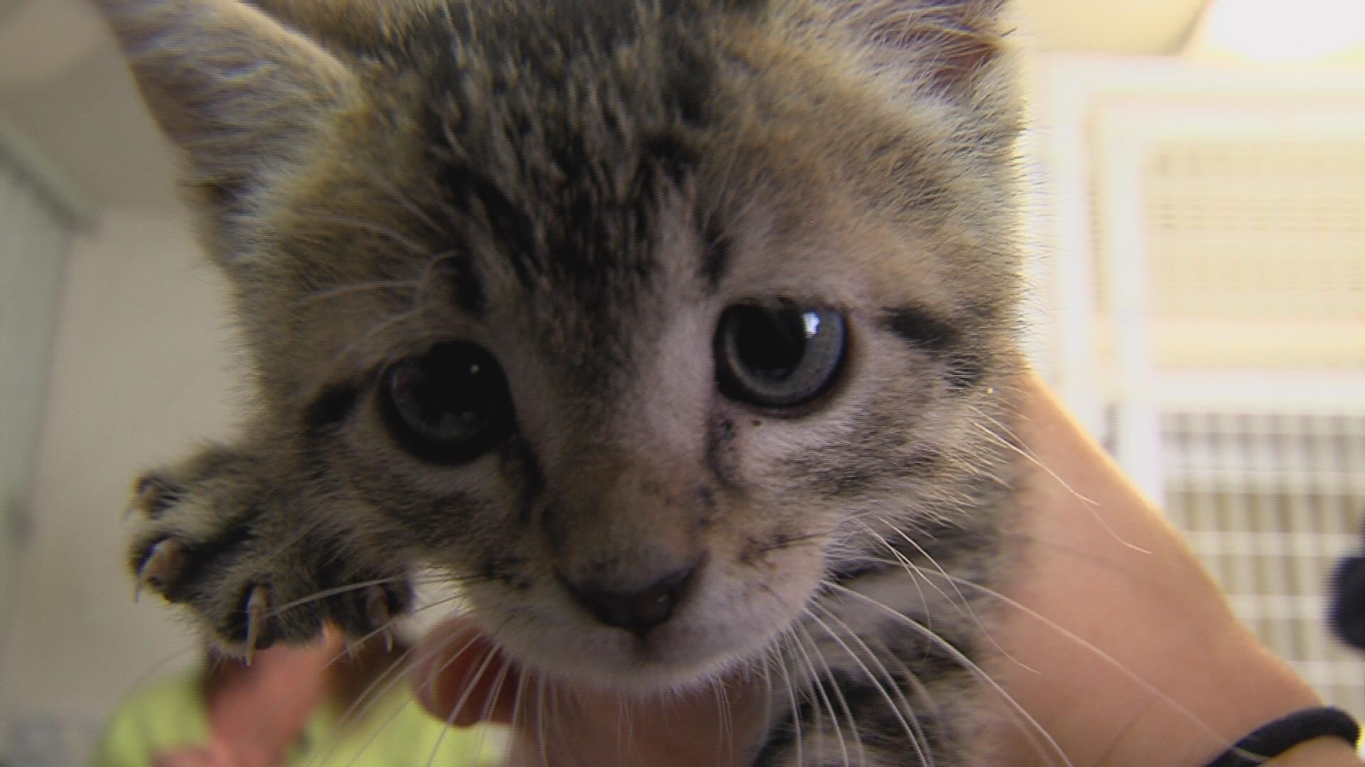 Dewitt County Step Closer to Having New Animal Shelter