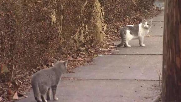 Illinois-Springfield orders halt to feeding feral cats
